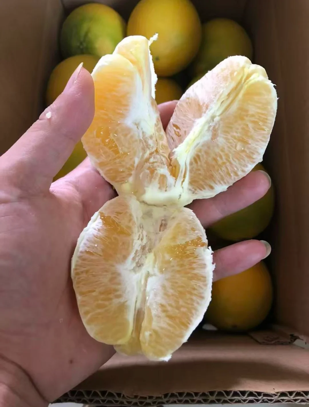 家里的脐橙快要熟了，家里人叫我宣传一下