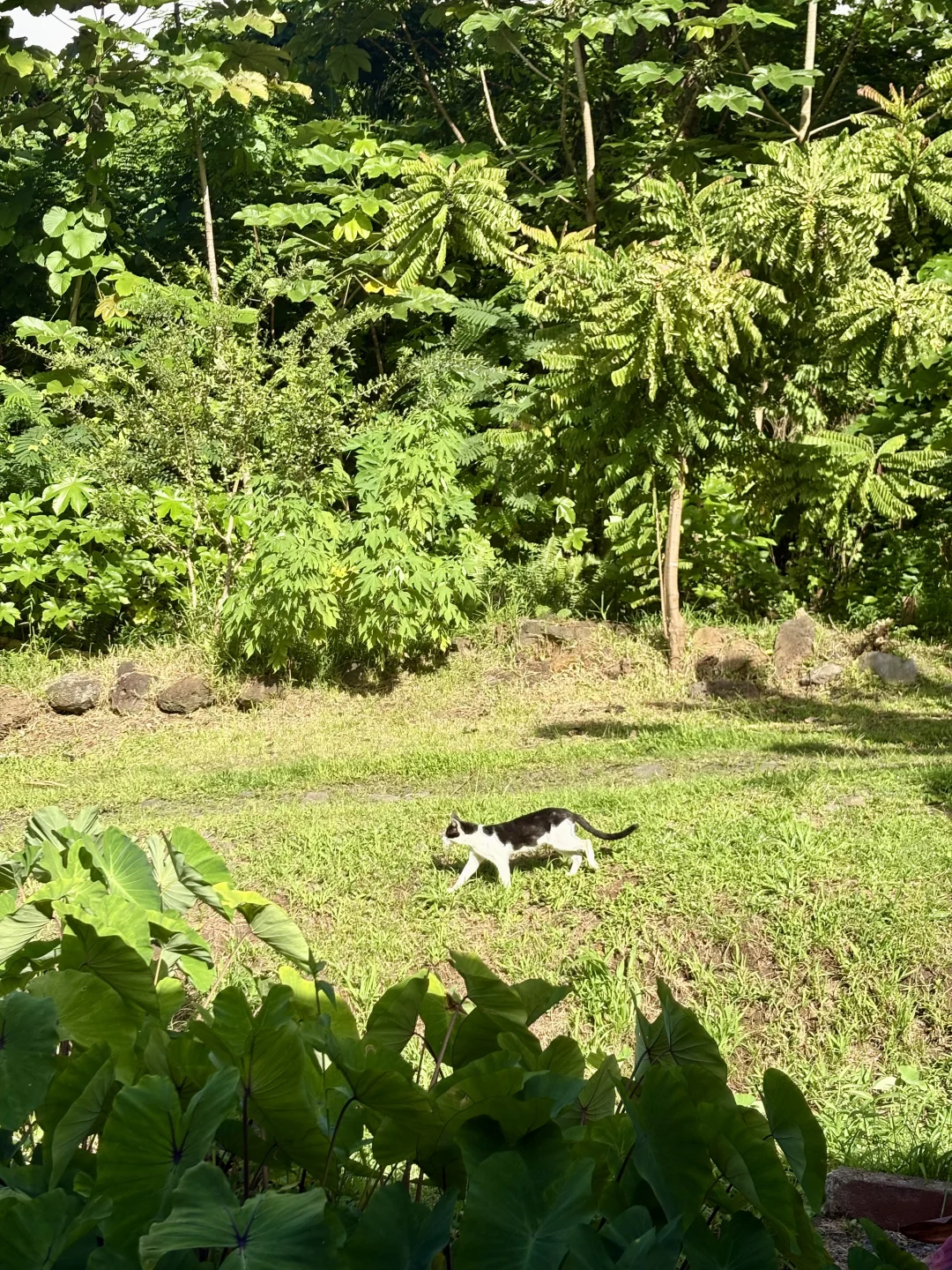 一点遗憾，种的芒果树全生病了?