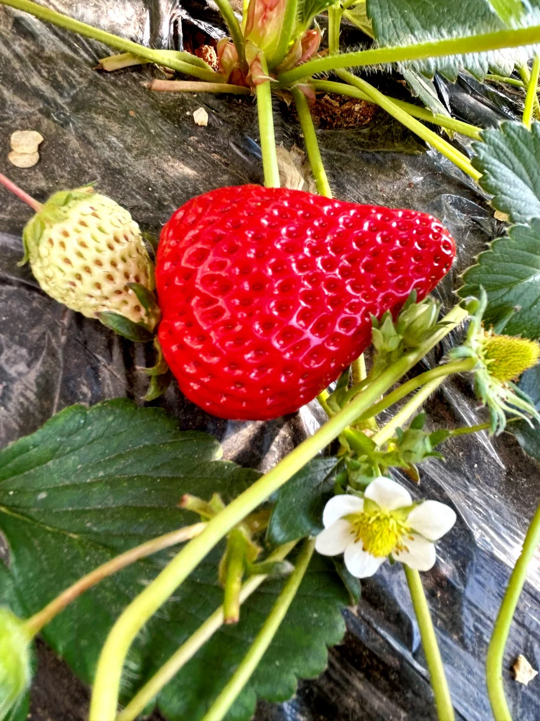 千万不要买/你再忍一忍/马上大降米