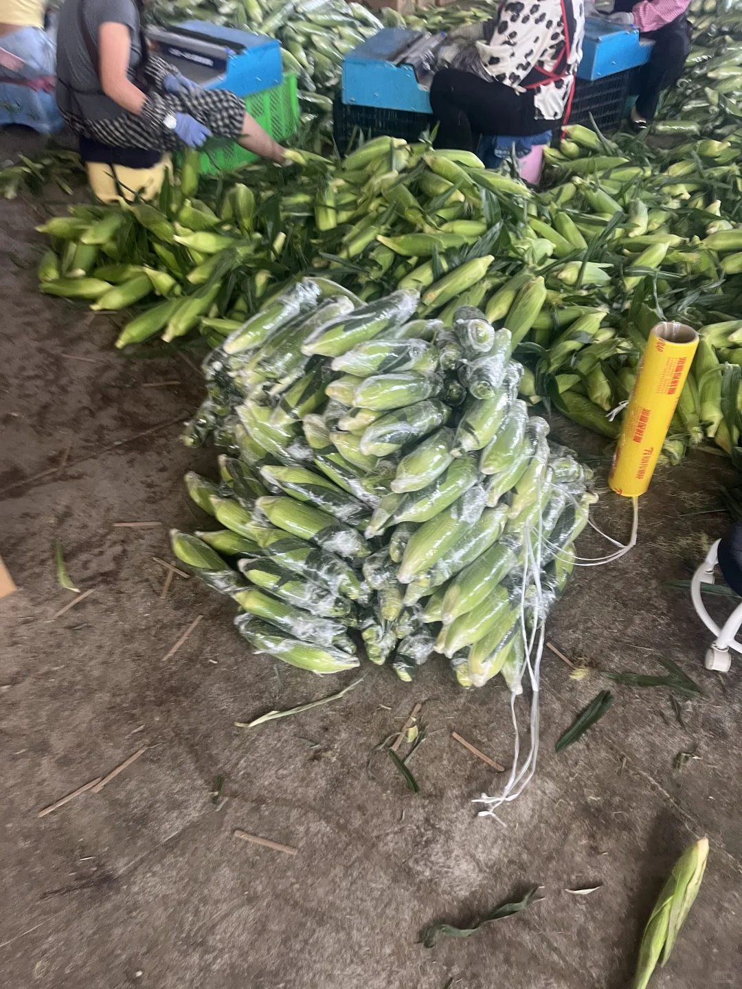 今年的水果玉米再也不卖给二道贩子了???