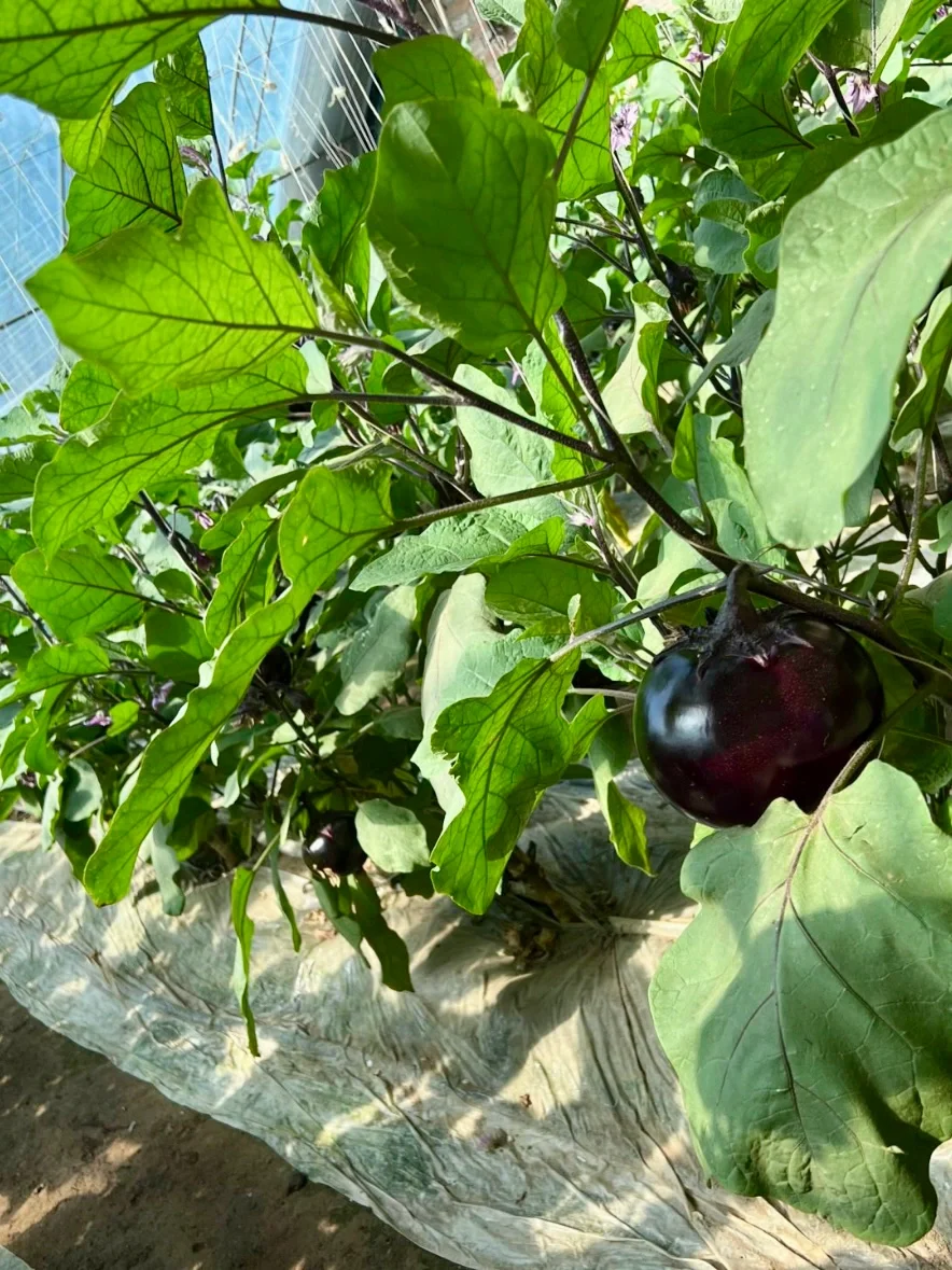 农场主日常采摘｜开始期待春天到来了❗️