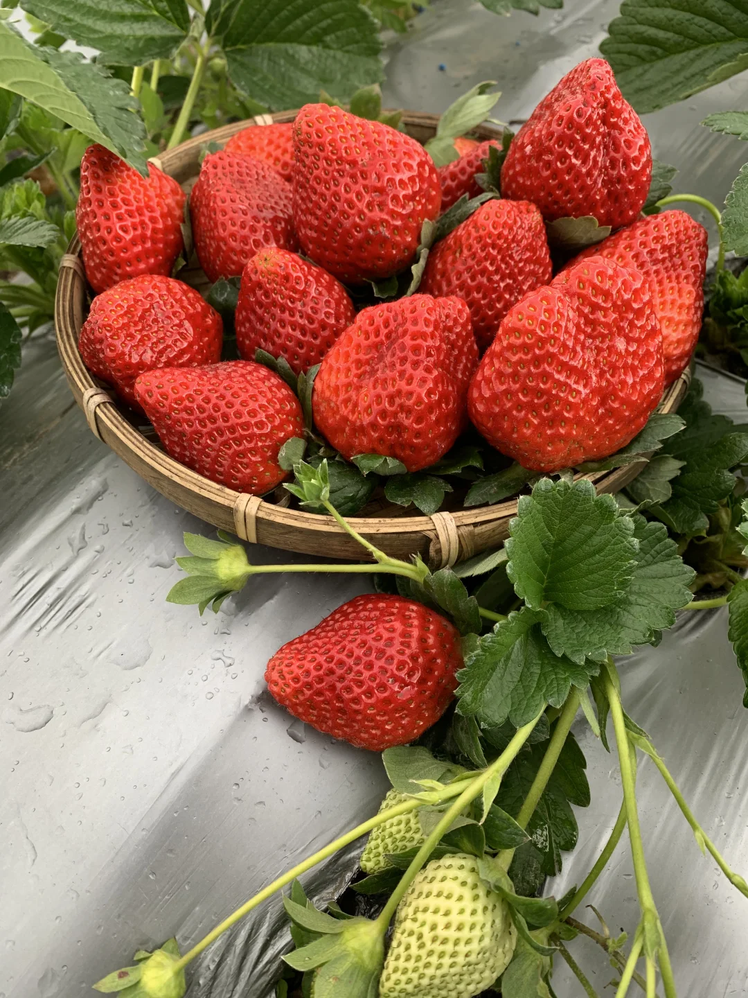 哇！是谁第一年种的草莓又脆又甜，纯天然