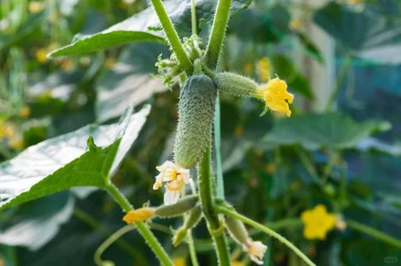 夏日的丰饶，当季农产品大赏