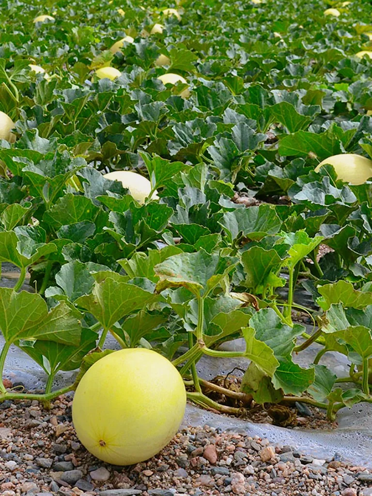 这个夏天不能错过的农场水果~