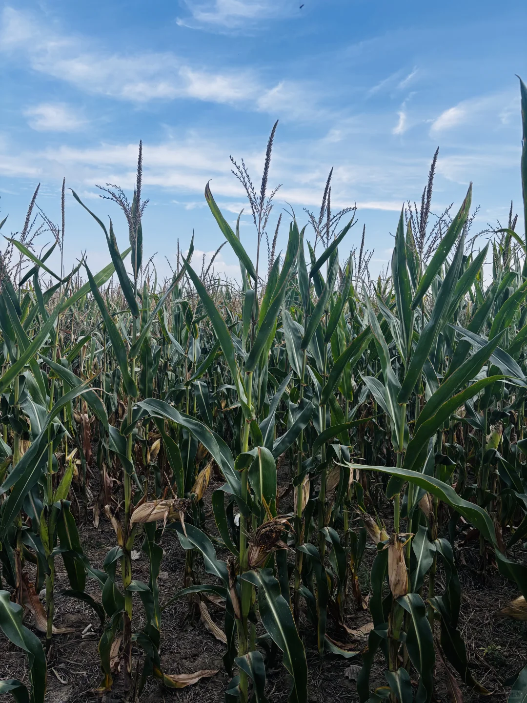 十一是丰收的季节-乡下欢乐多