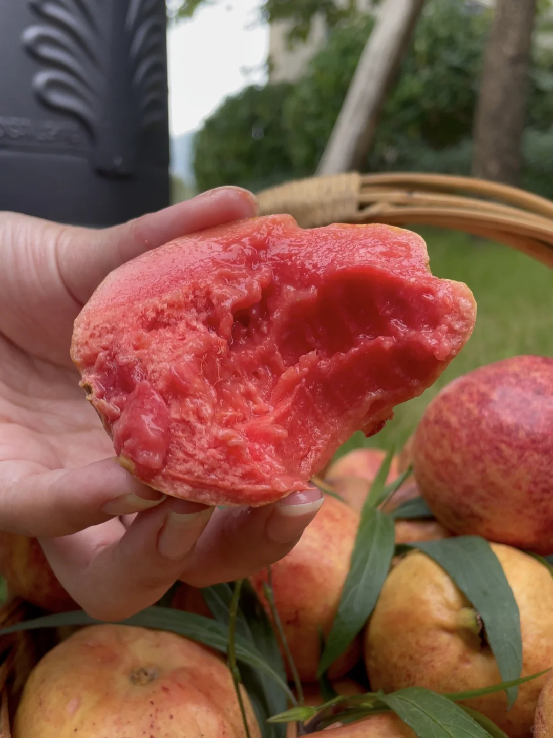 吃芭乐只有零次和无数次