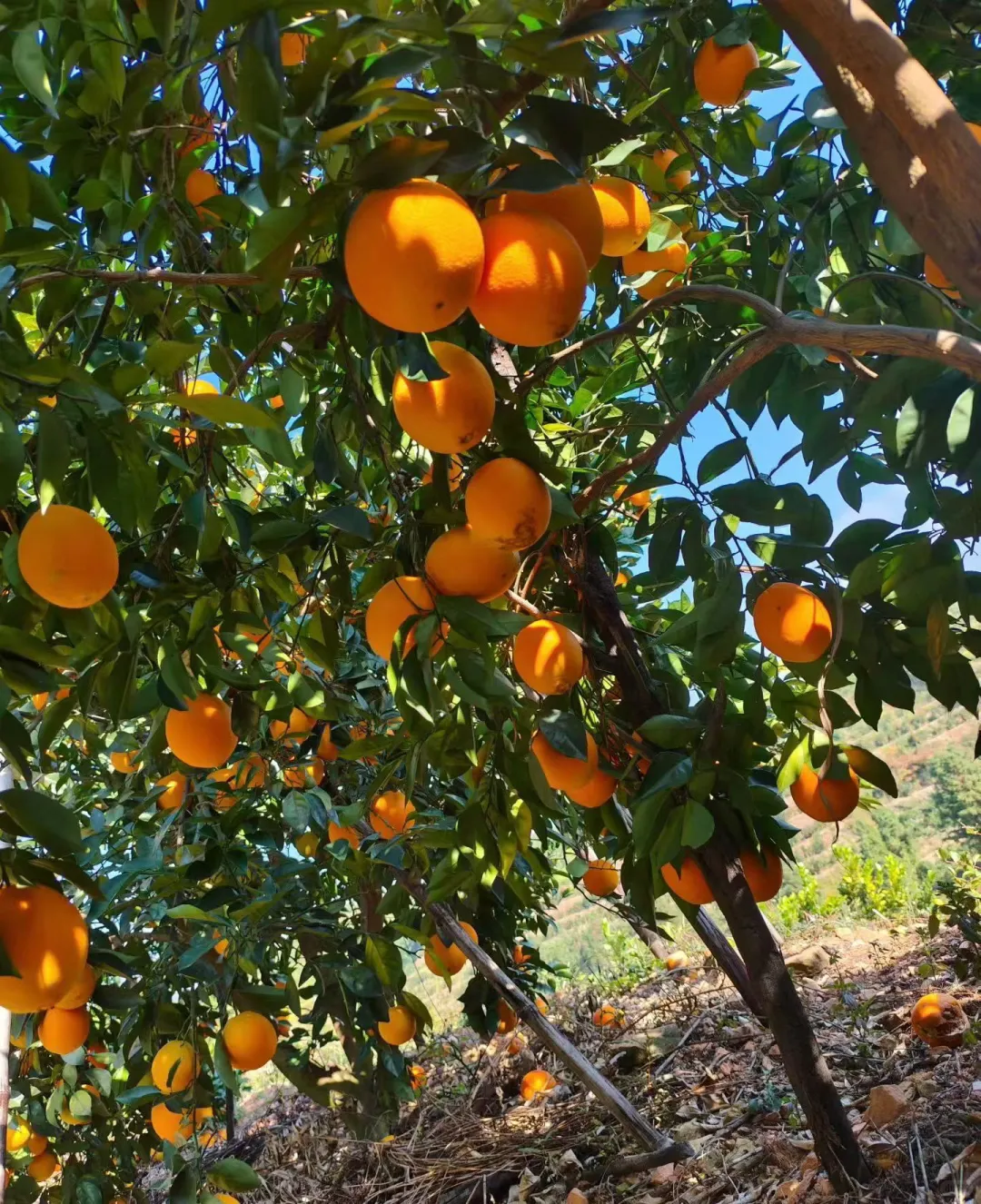 我只是一名大学生 我只是想帮家里分担而已