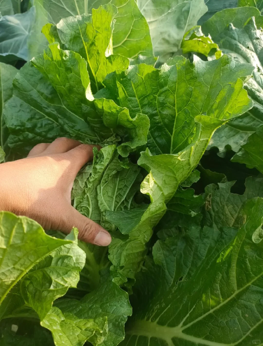 周末别躺了 带娃去地里当“小偷”！?