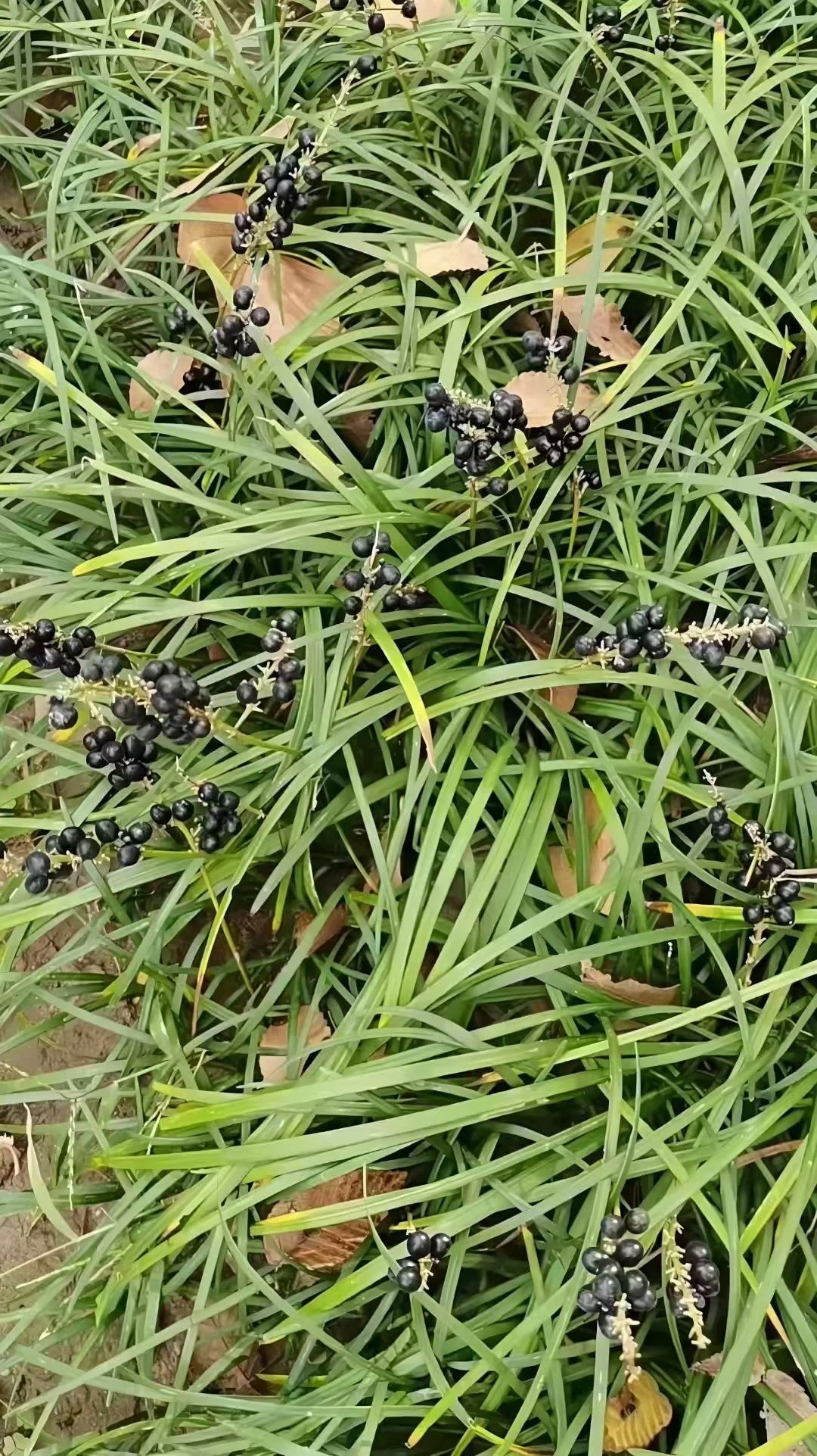 麦冬草种子现货量大优惠