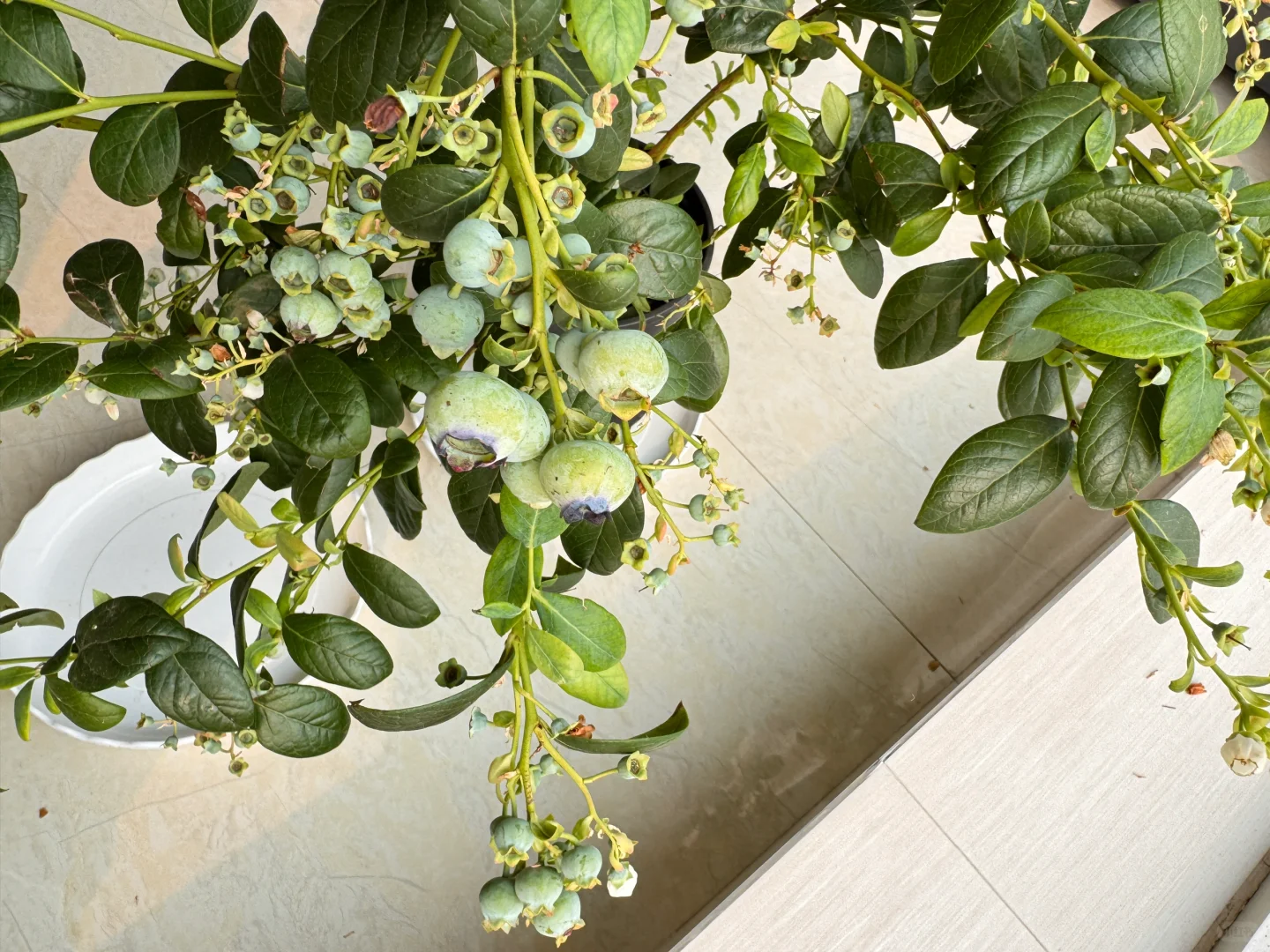 我在封闭阳台养了一盆蓝莓