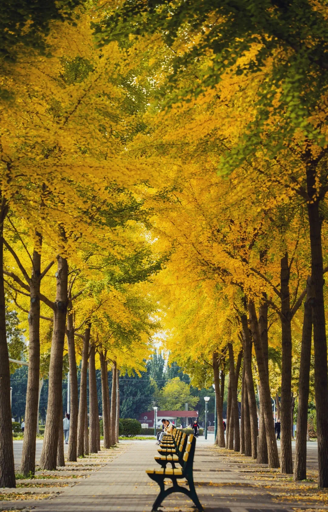 2025年12月的河北大学图书馆