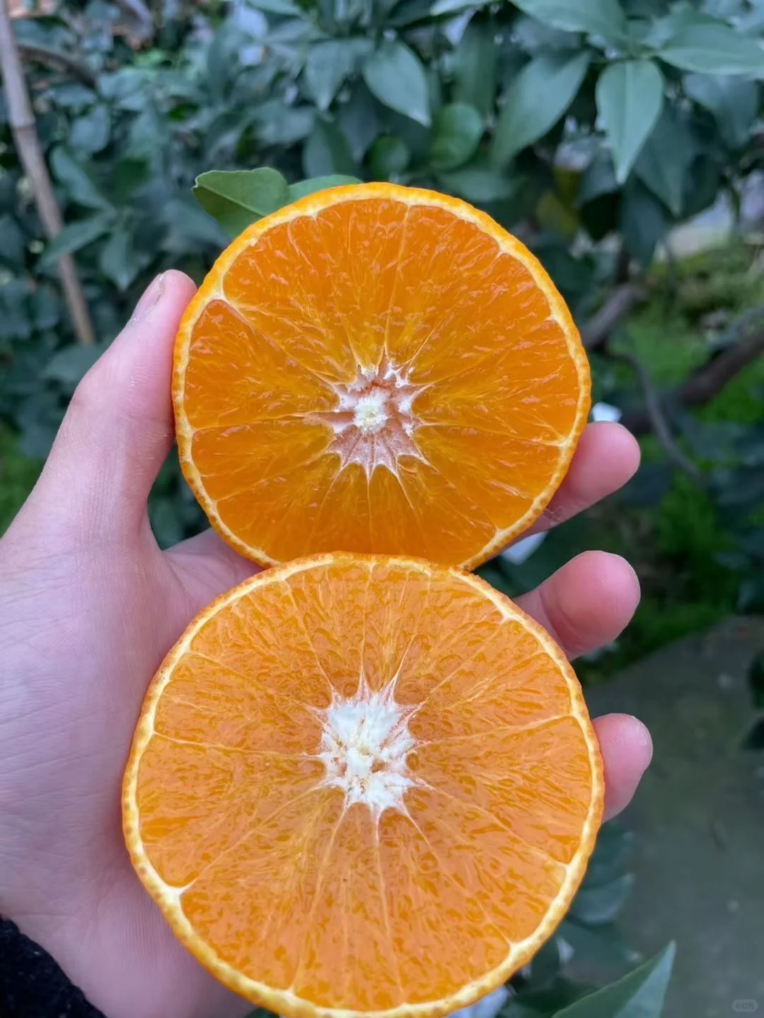 抓紧！这口“果冻”的黄金赏味期，真的不多了！