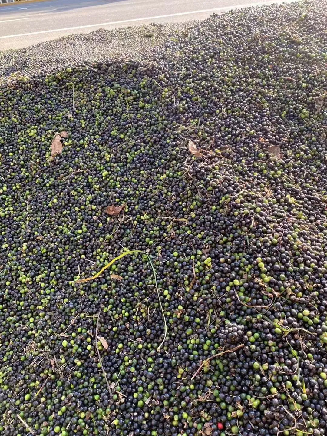 麦冬草种子现货量大优惠