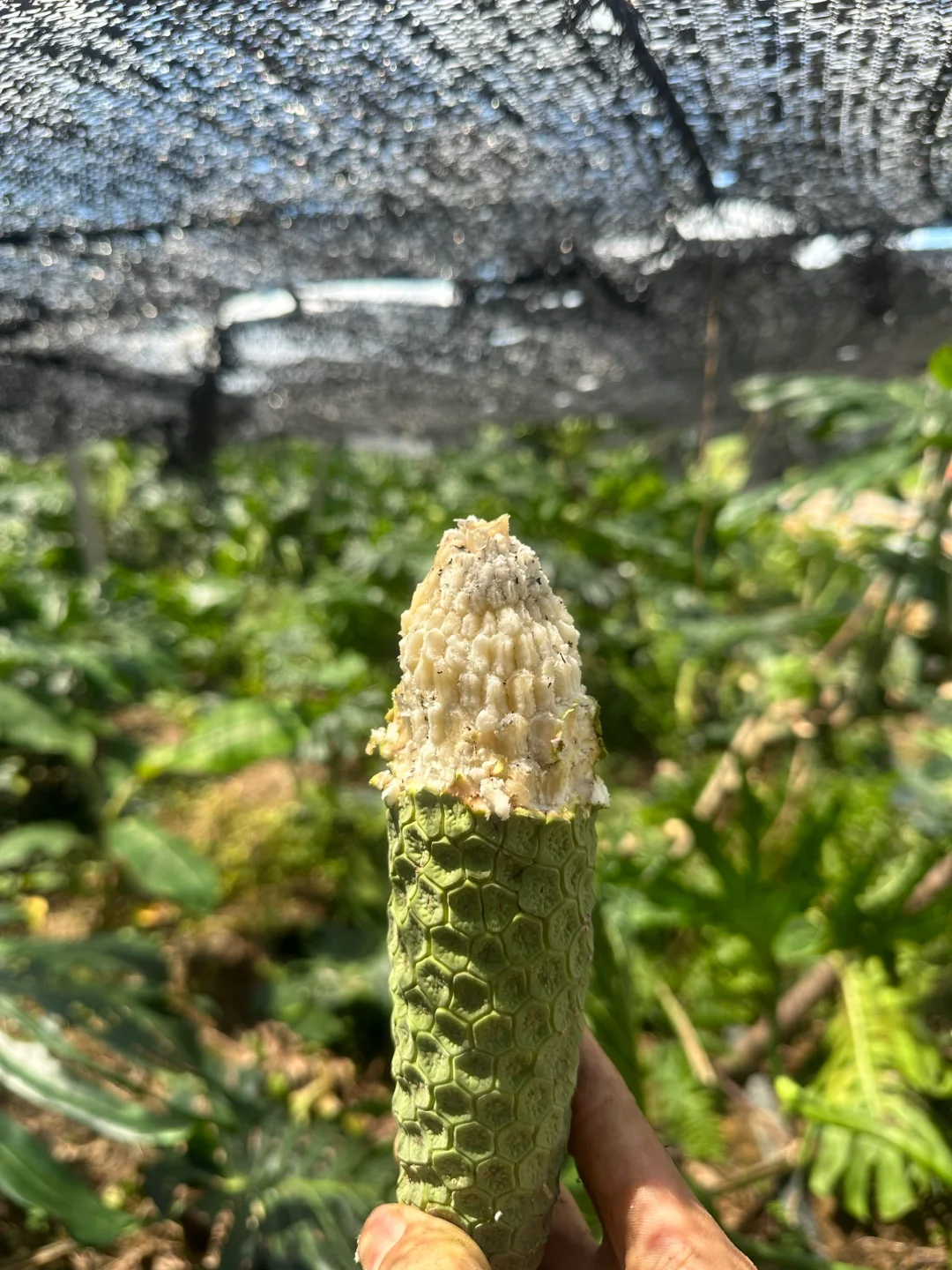 奇异的水果——恶魔果实 龟背竹