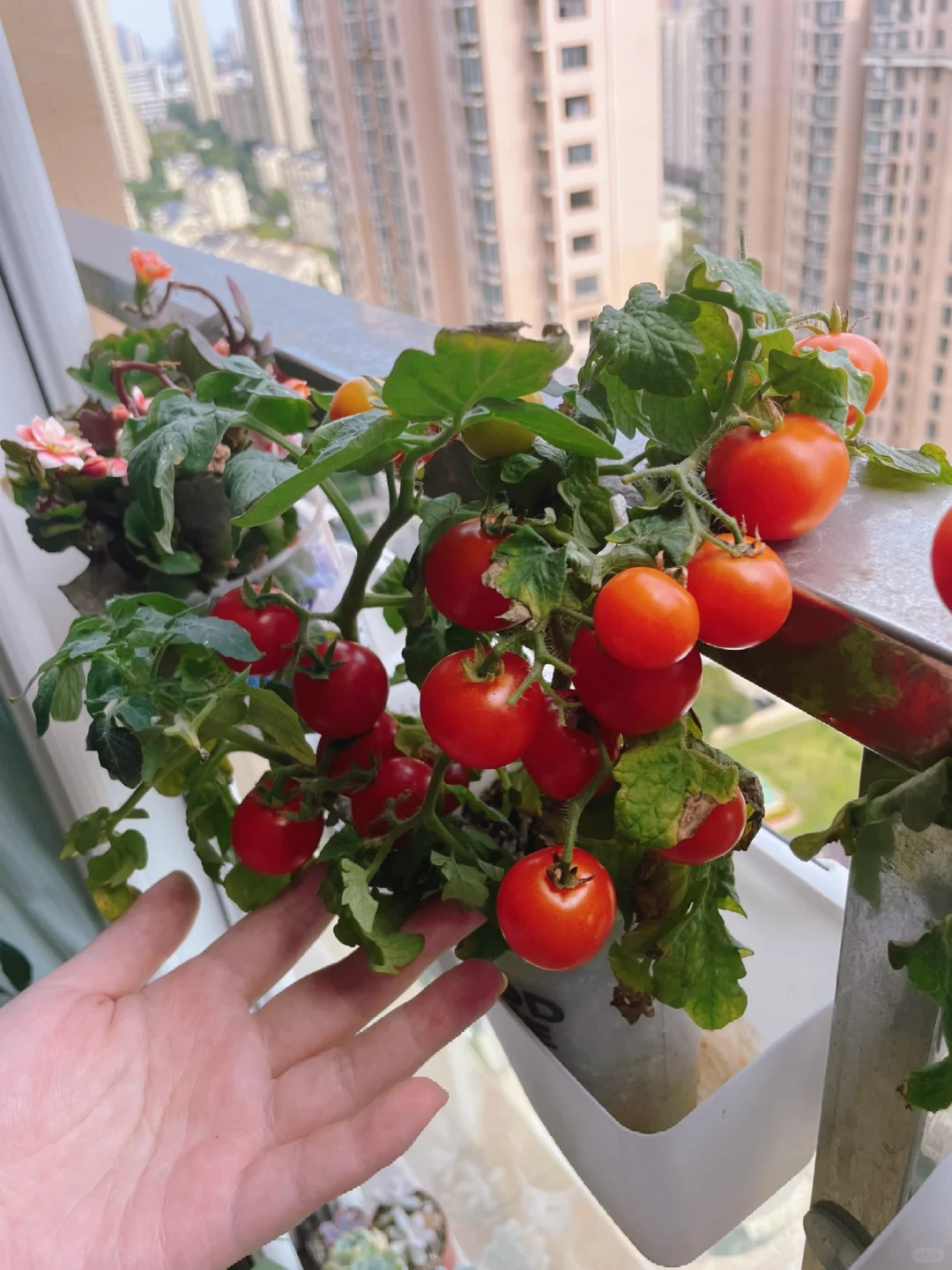第一次种的番茄根本舍不得采摘！谁懂啊?