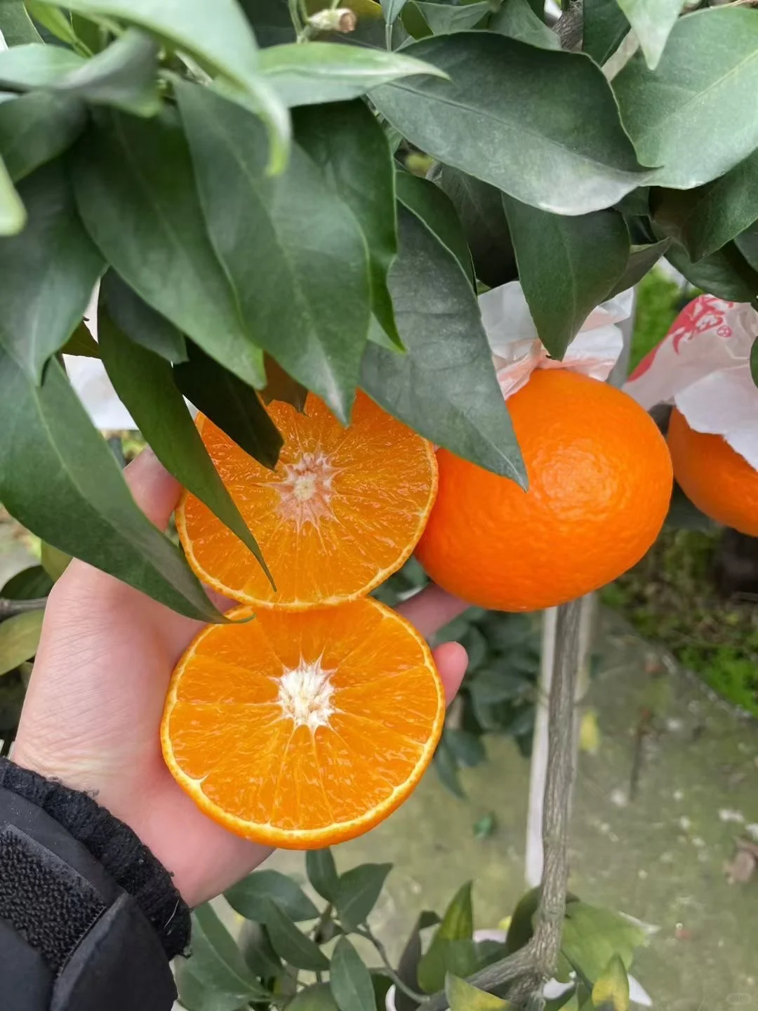 抓紧！这口“果冻”的黄金赏味期，真的不多了！