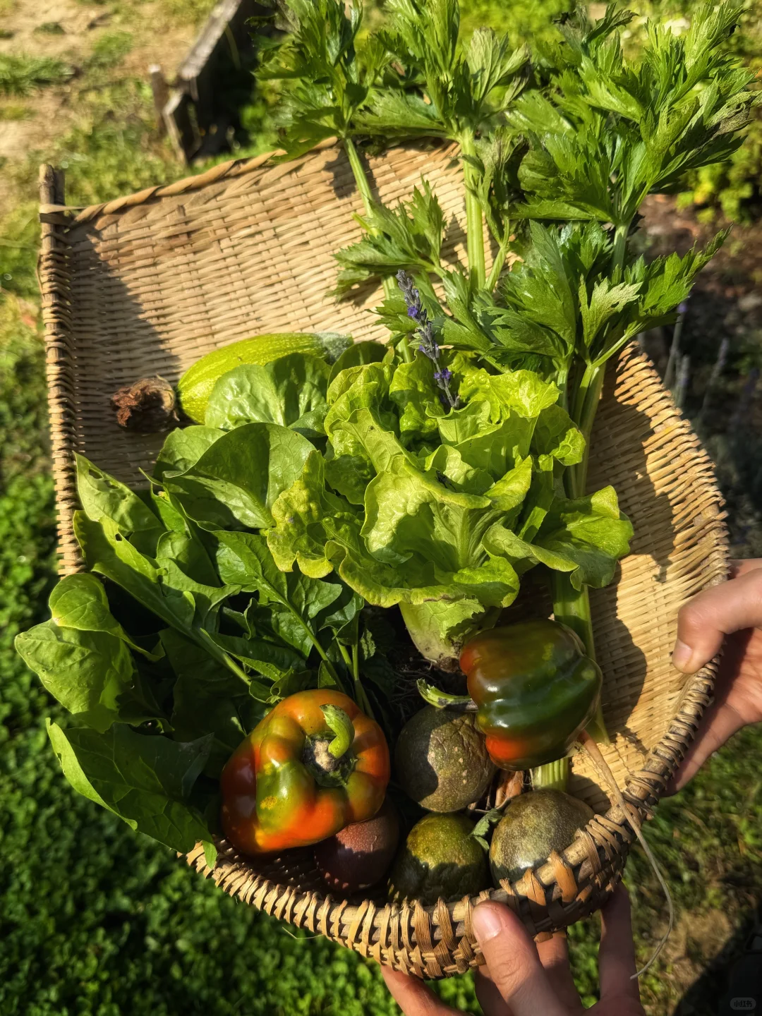 在自然里轻轻走走 就有丰富的收获和答案