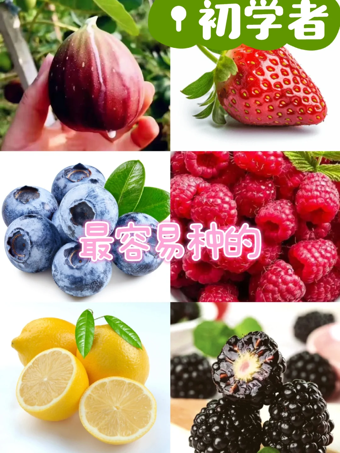 露台种植|初学者种果技巧，超实用轻松学