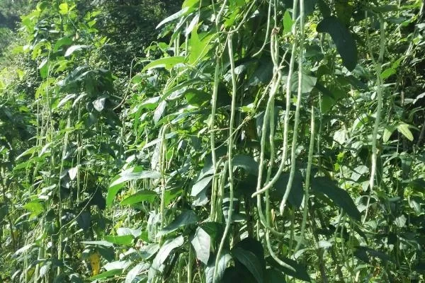 夏日的丰饶，当季农产品大赏