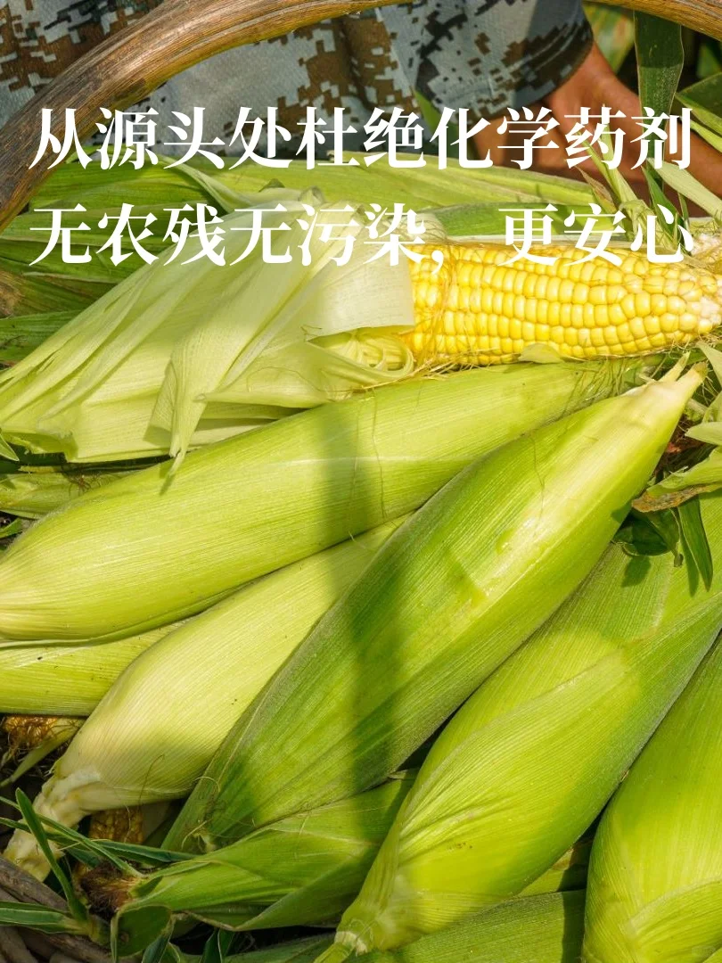 种地吧,从选好一粒种子开始☀️