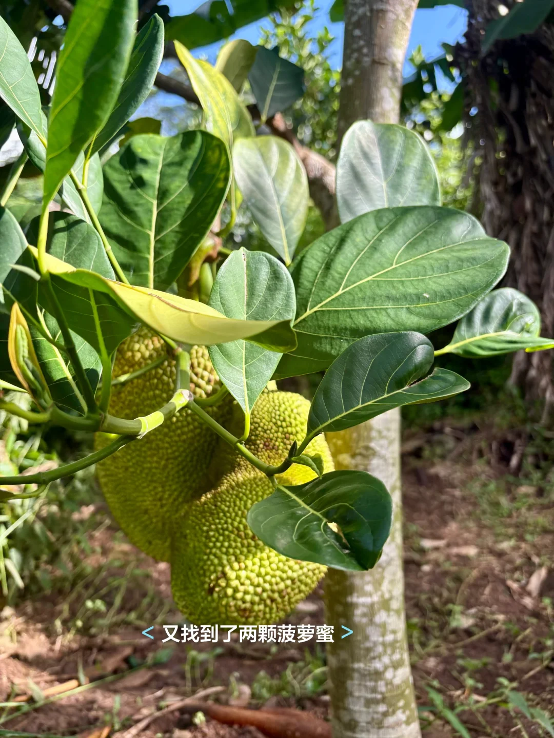 一点遗憾，种的芒果树全生病了?