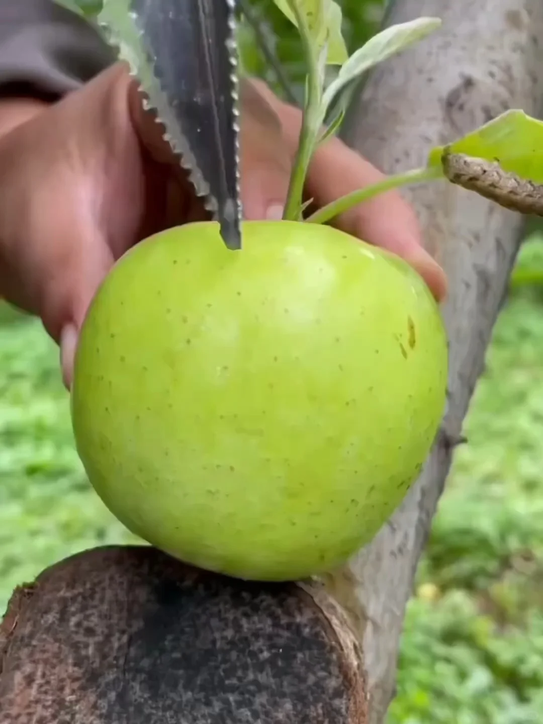 收到了emoji苹果又大又绿