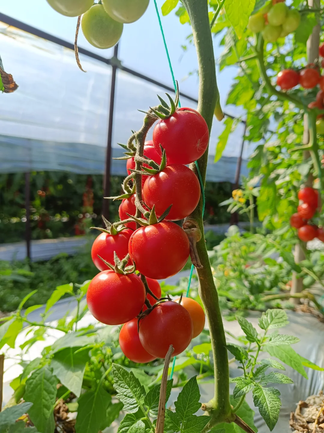 自然成熟的西红柿