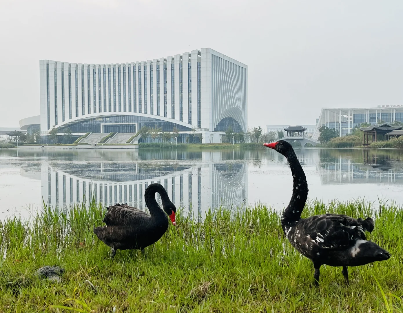 大学图书馆湖边的黑天鹅?