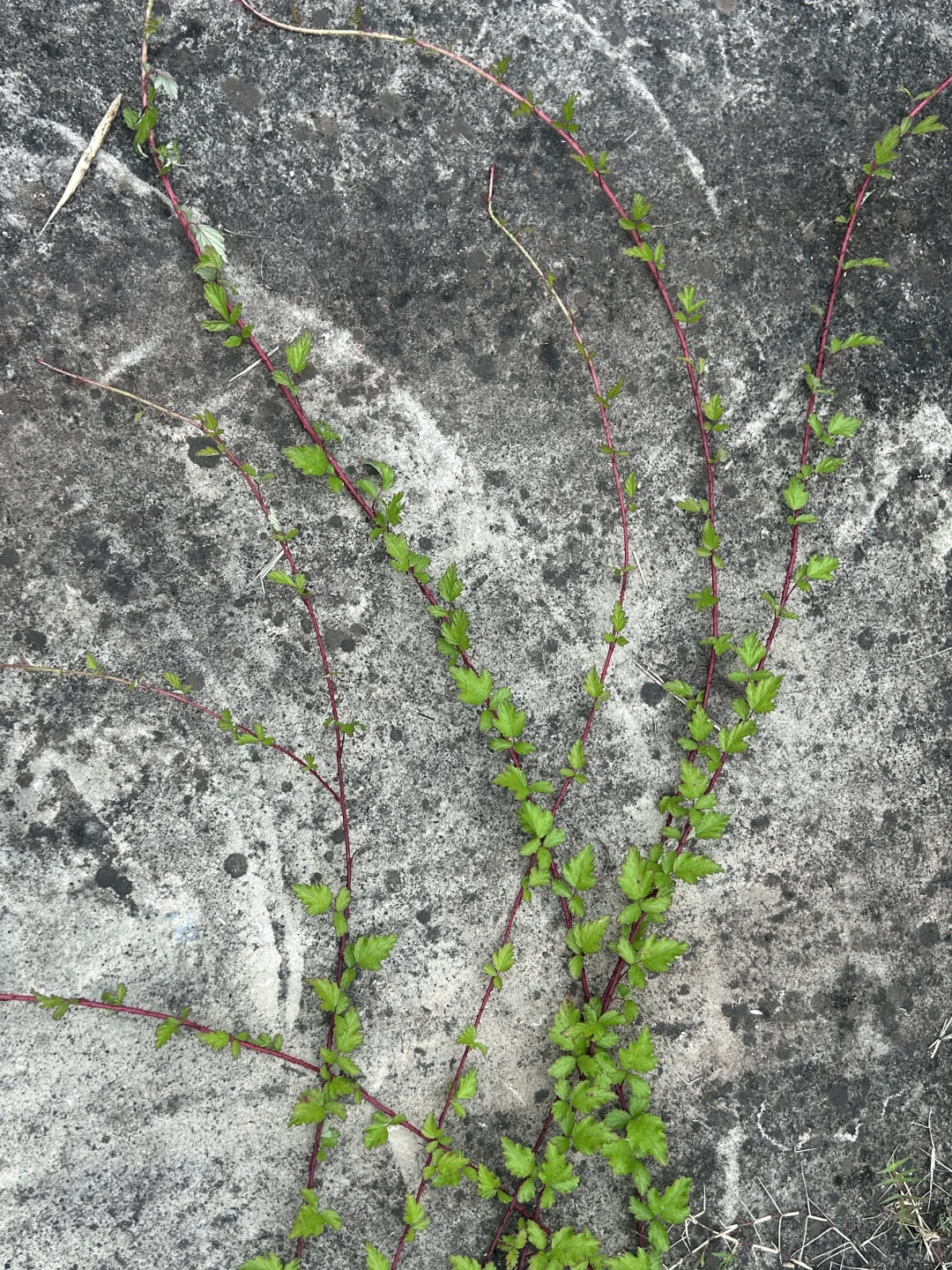 林业人出差日常