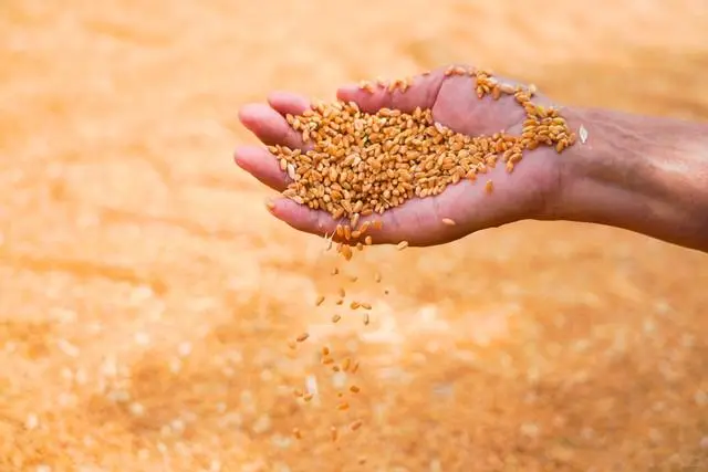 玉米“起飞”，小麦“开挂”！