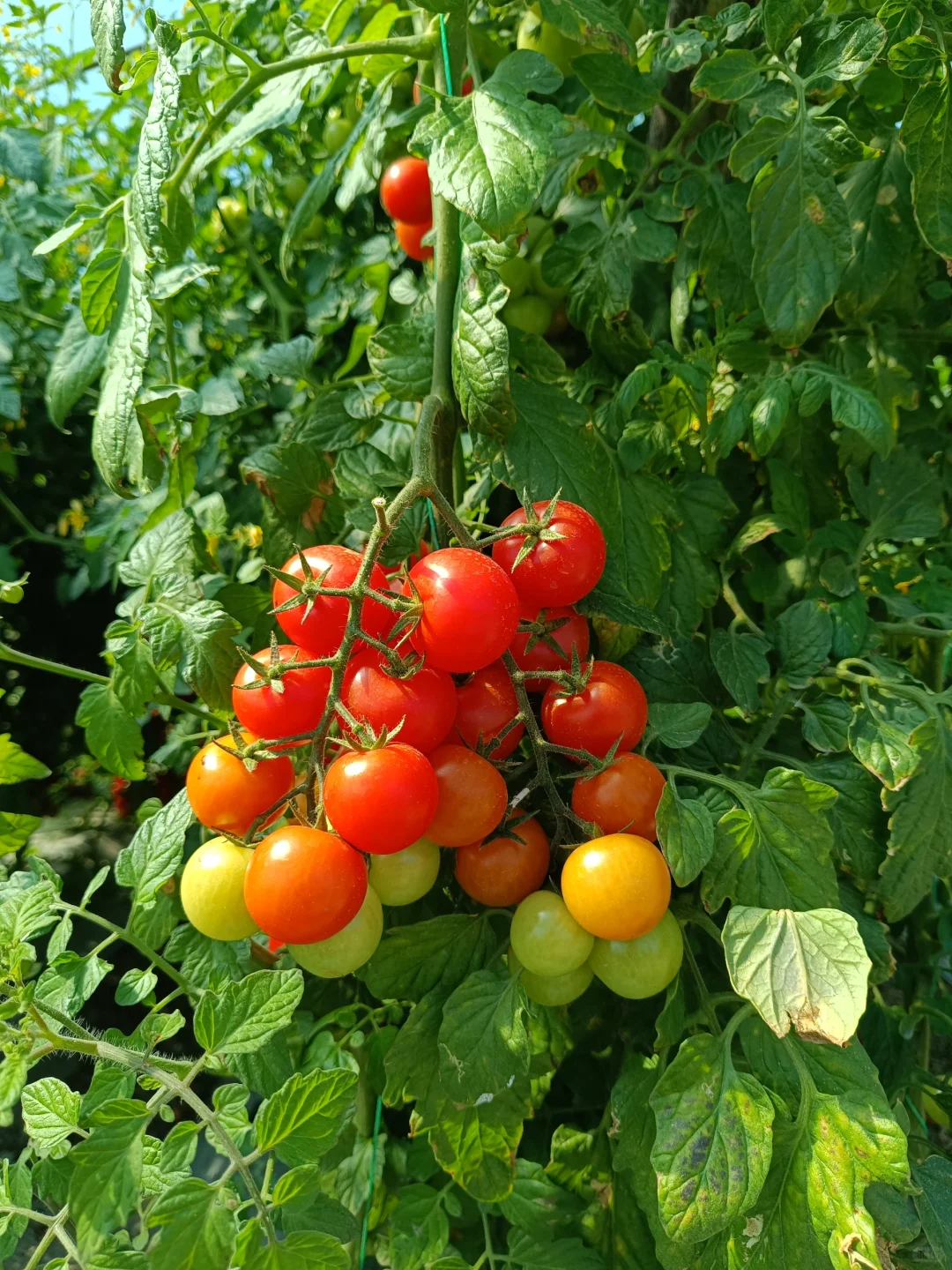 自然成熟的西红柿