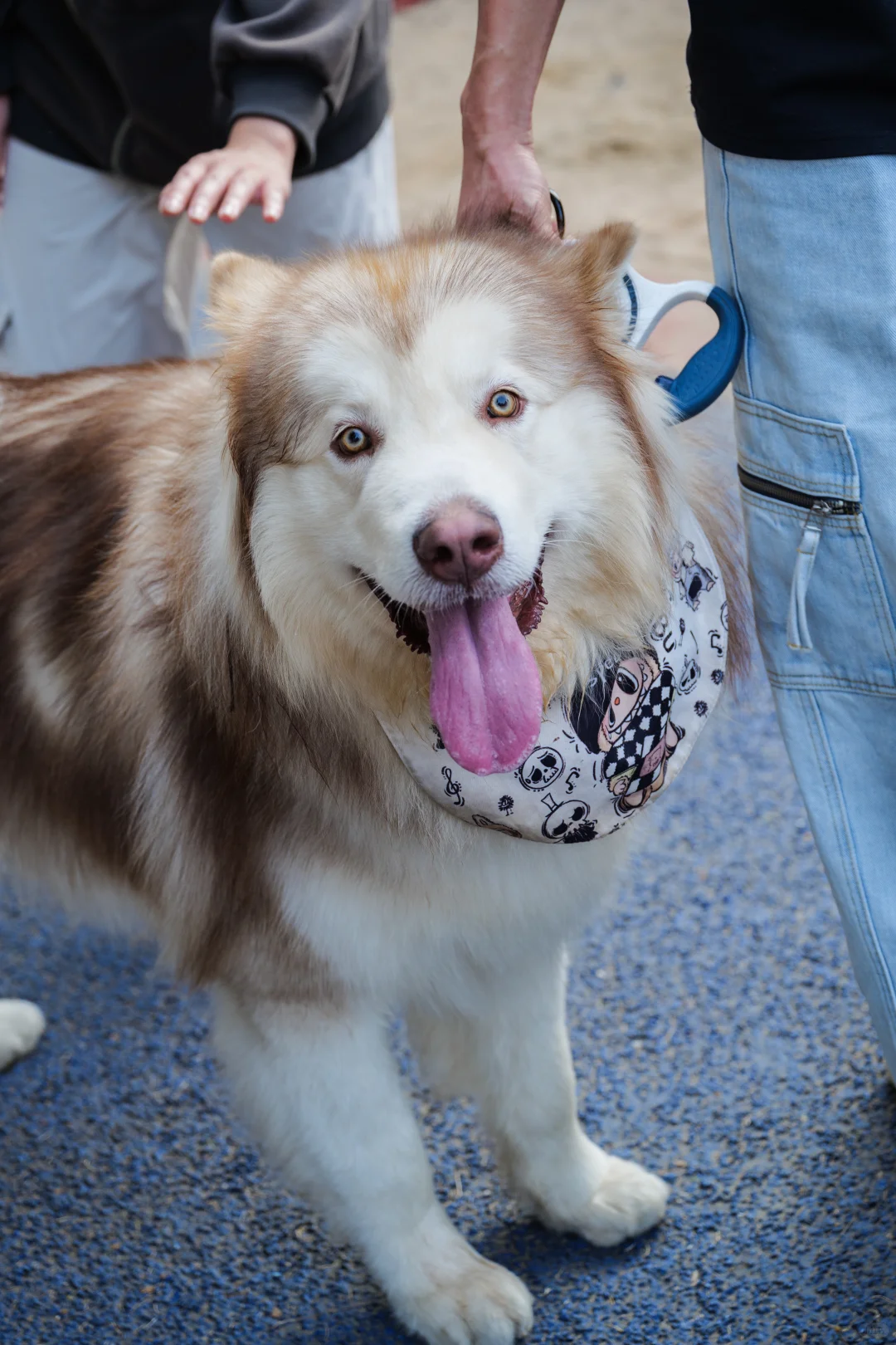华南农业大学毛孩子Day