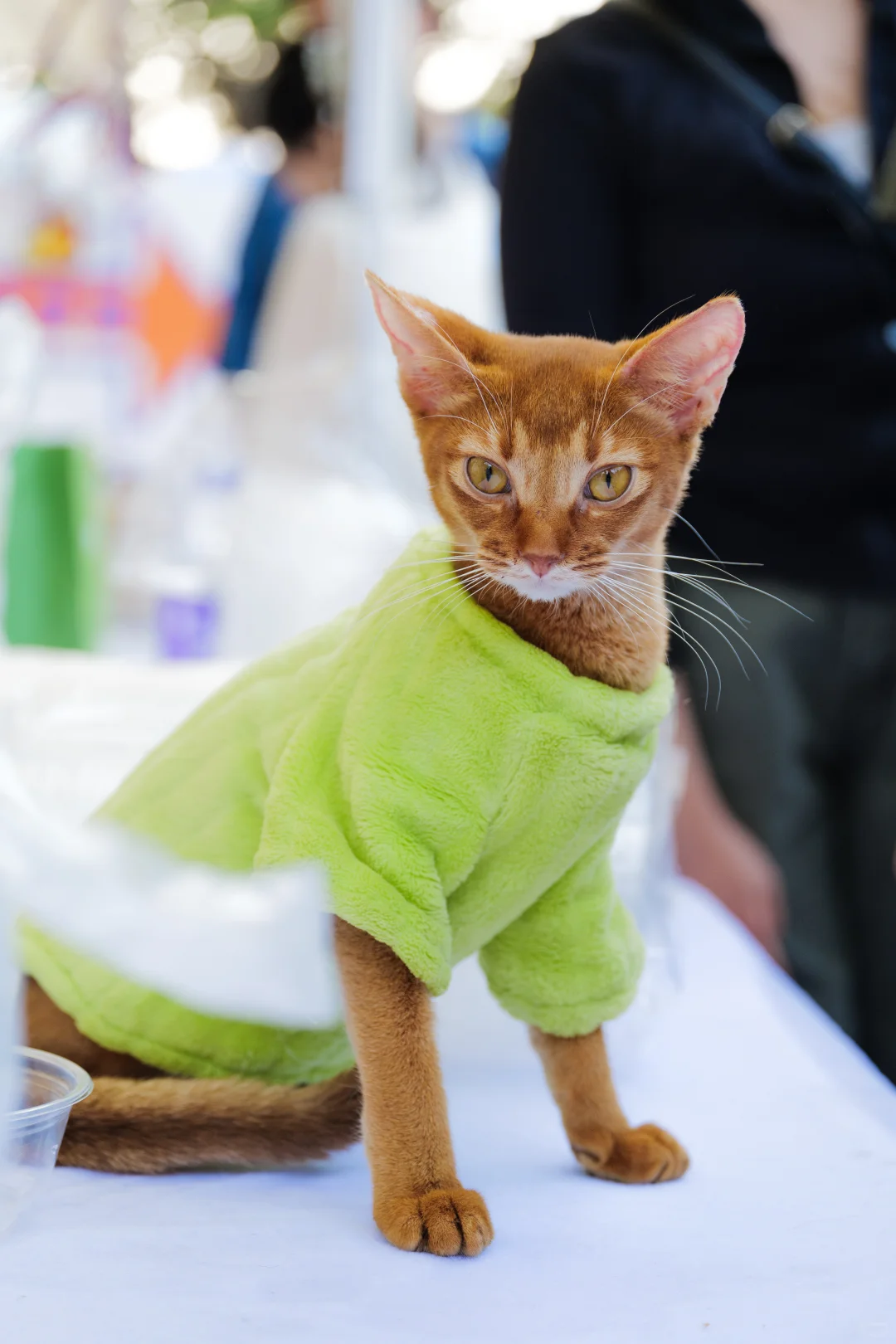 华南农业大学毛孩子Day