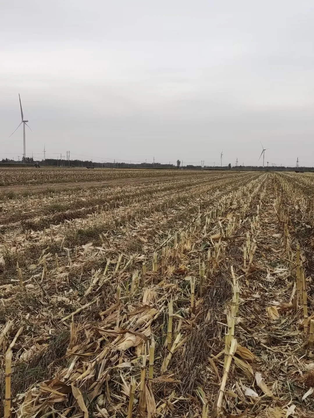 不想消费农民，也不想去宣扬苦难。