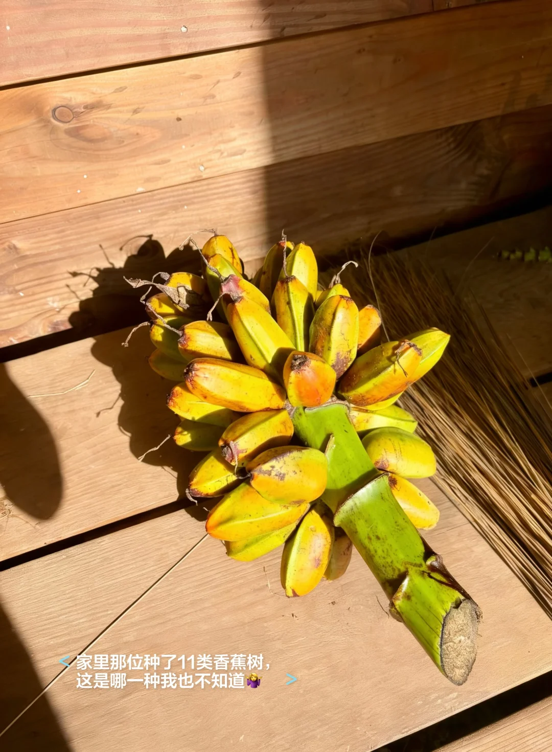 一点遗憾，种的芒果树全生病了?