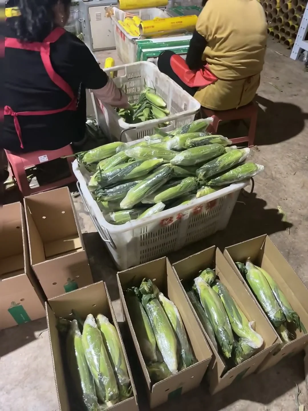 12.8?一箱现摘现发的云南金银水果玉米?