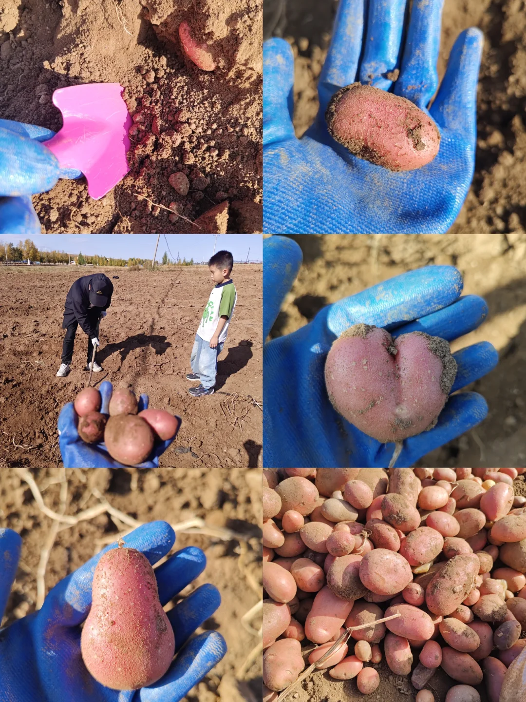 ?国庆节我加入了挖土豆大军