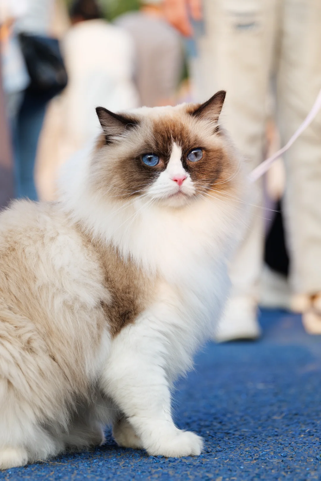 华南农业大学毛孩子Day