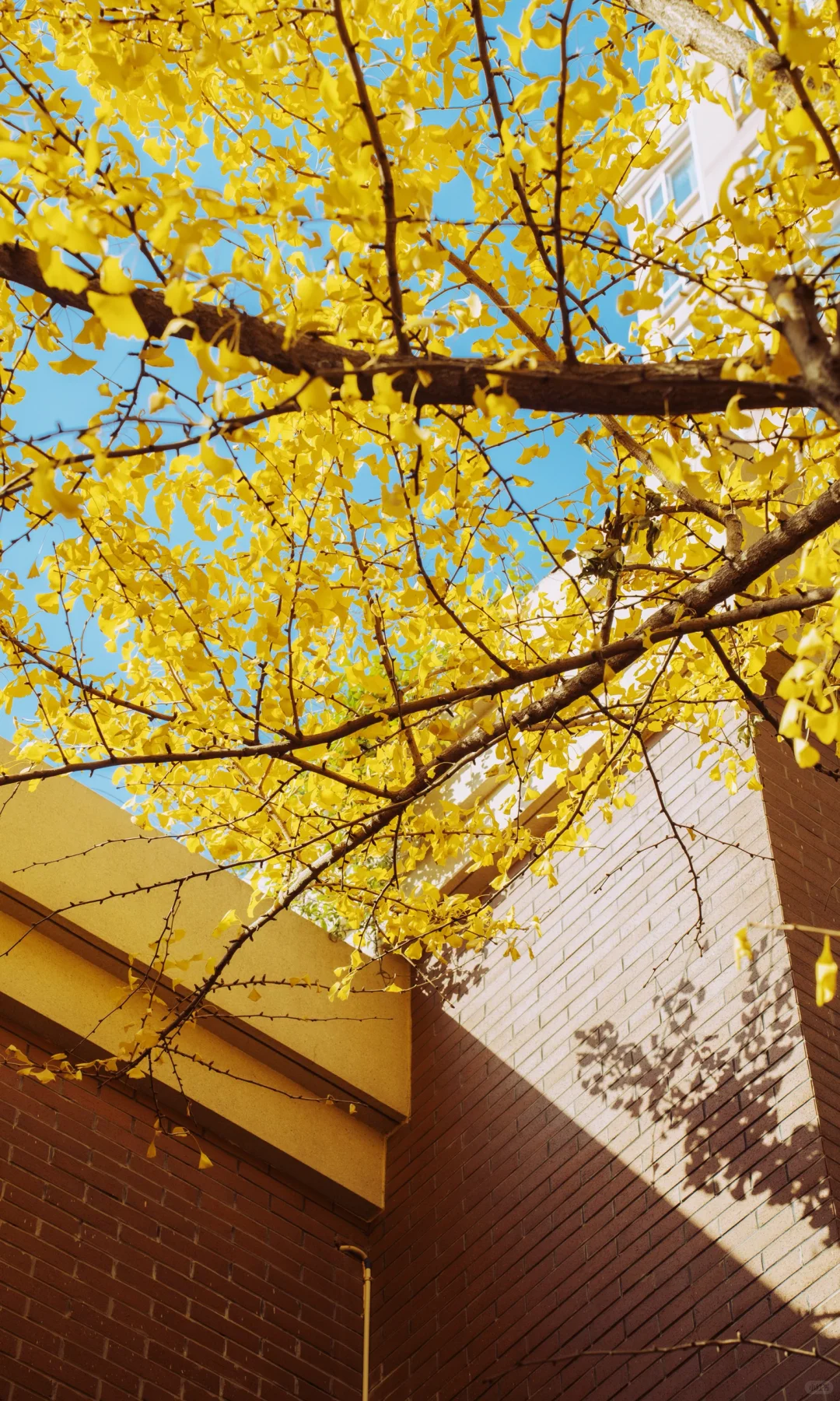 武汉大学银杏之窗