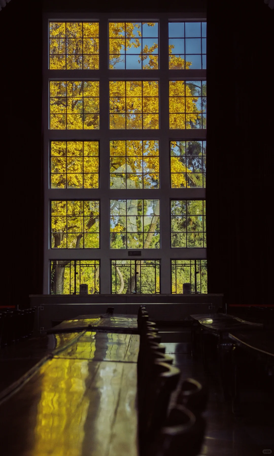 武汉大学银杏之窗