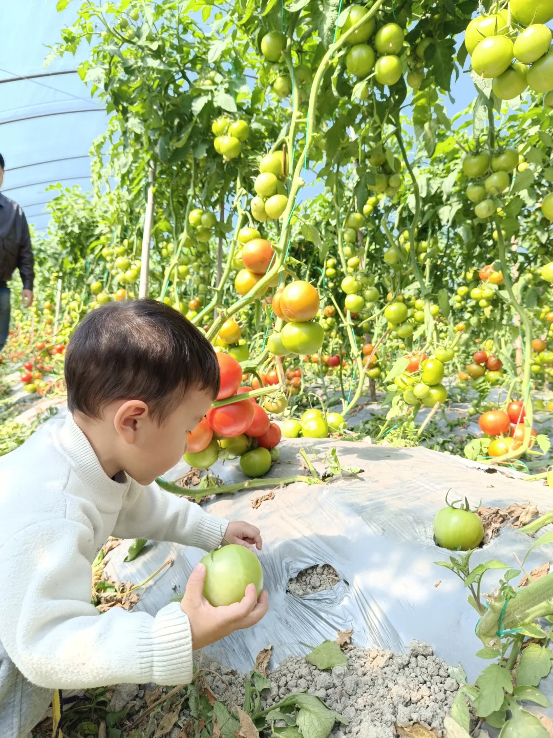 自然成熟的西红柿
