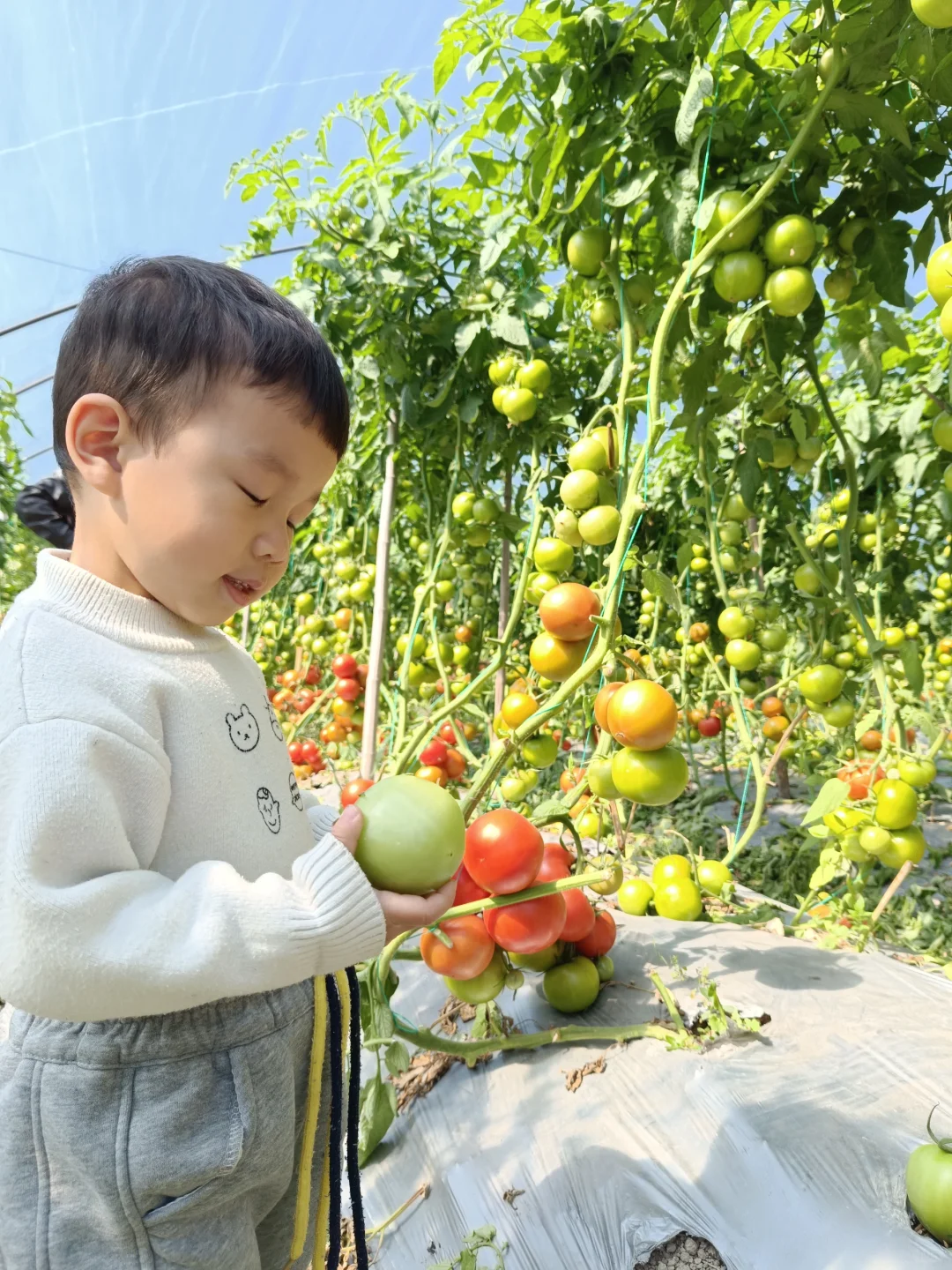 自然成熟的西红柿