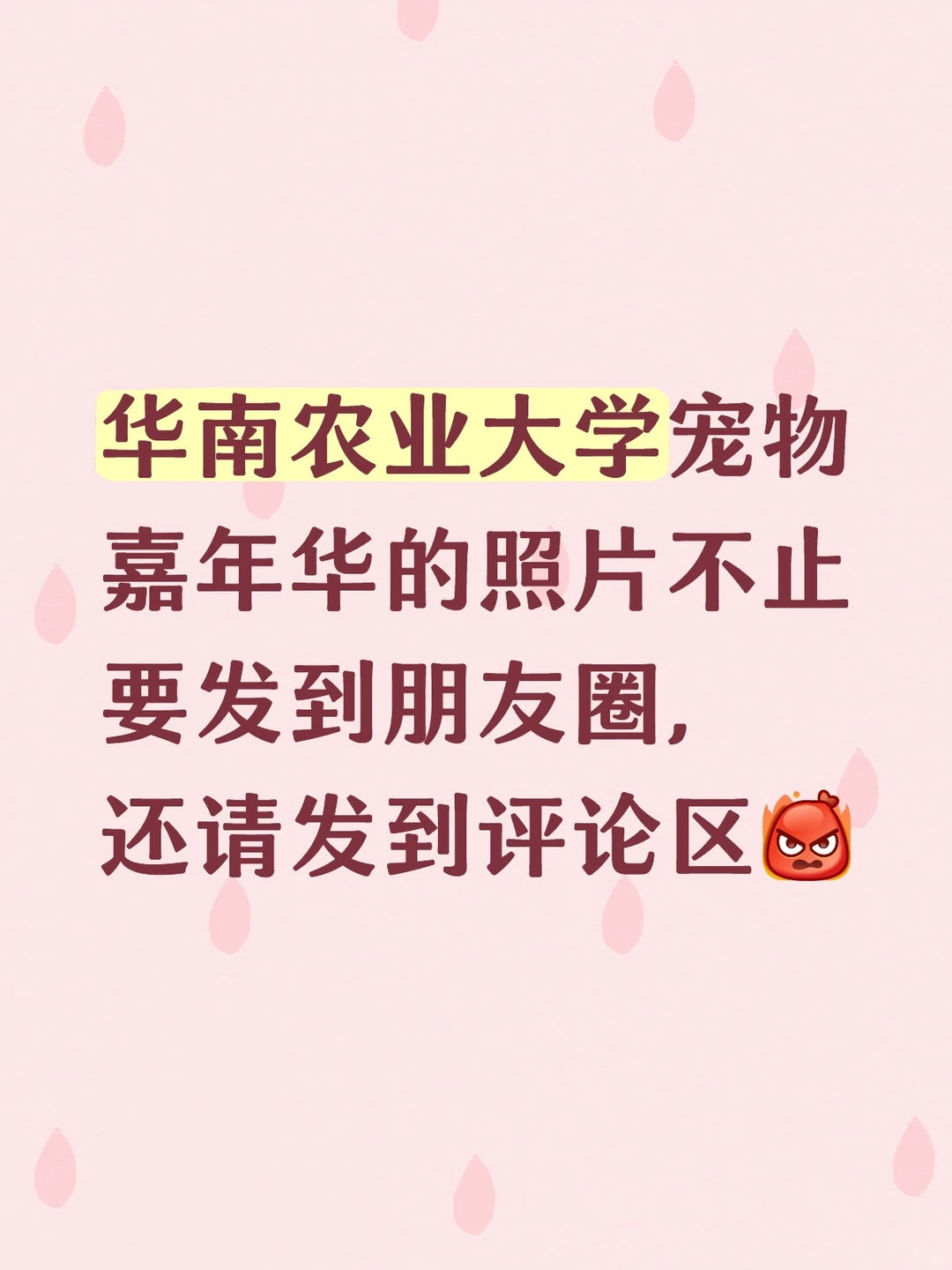 华南农业大学宠物嘉年华