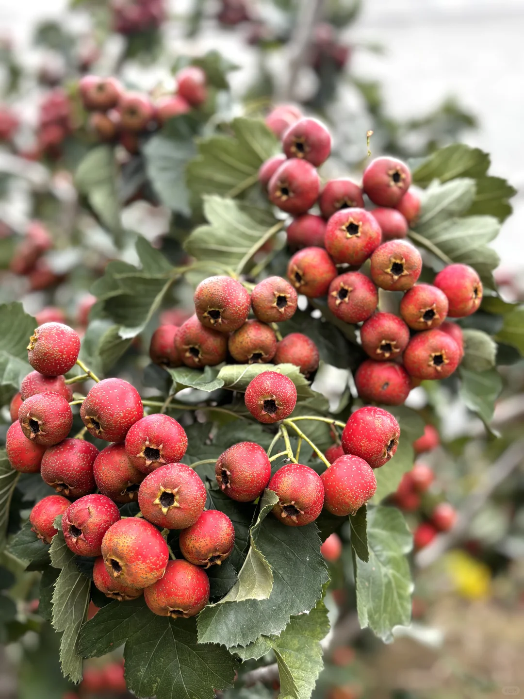 十一是丰收的季节-乡下欢乐多