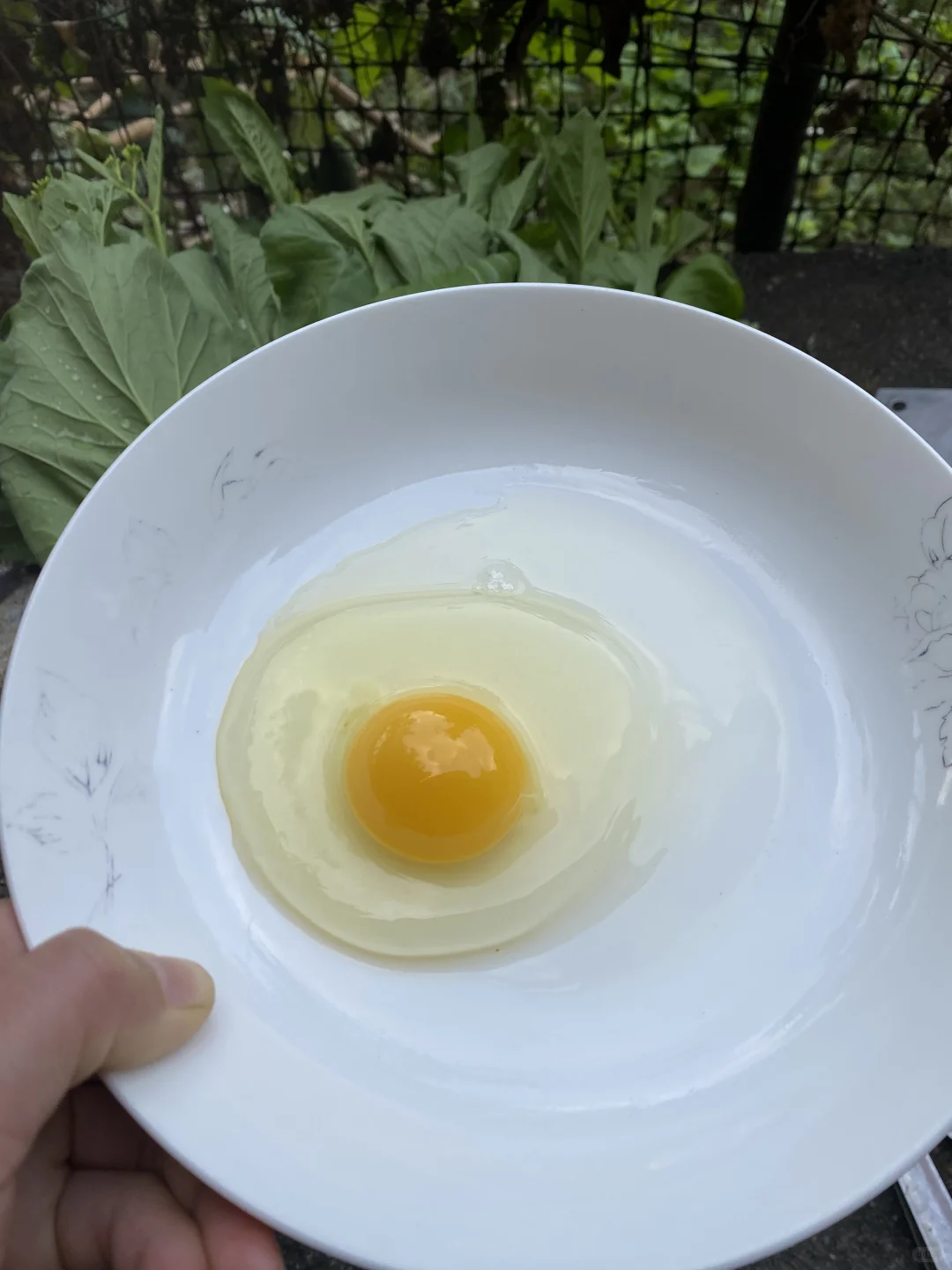 1.5左右一个的粮食土鸡蛋，真的很贵么？