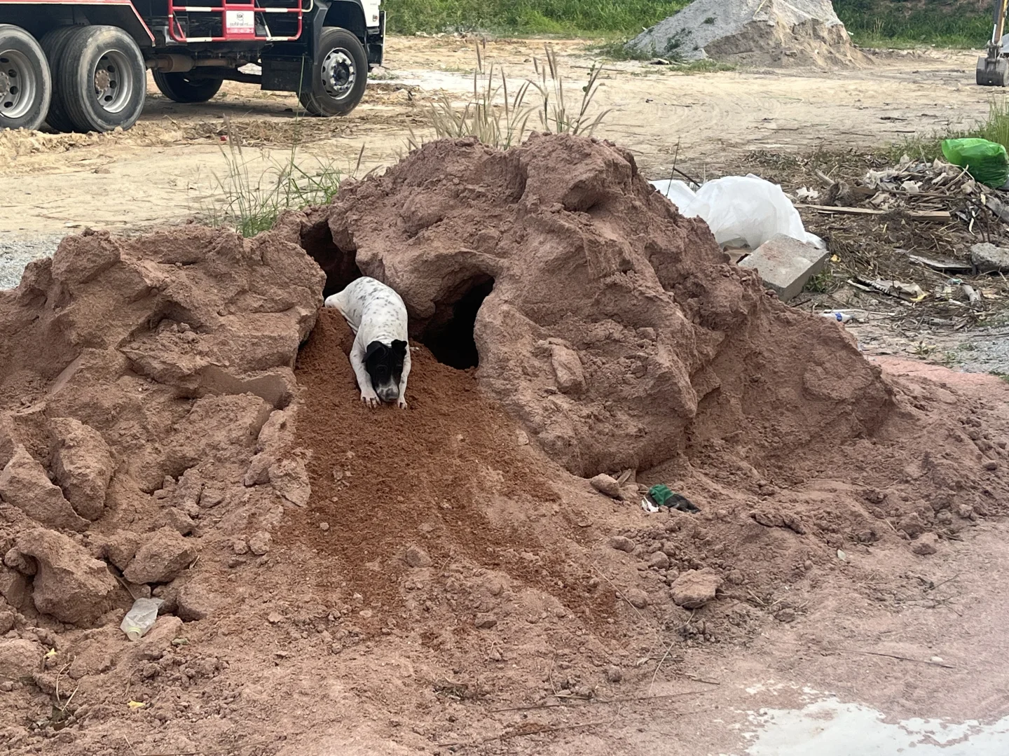 在泰国，建材到了，狗先开工