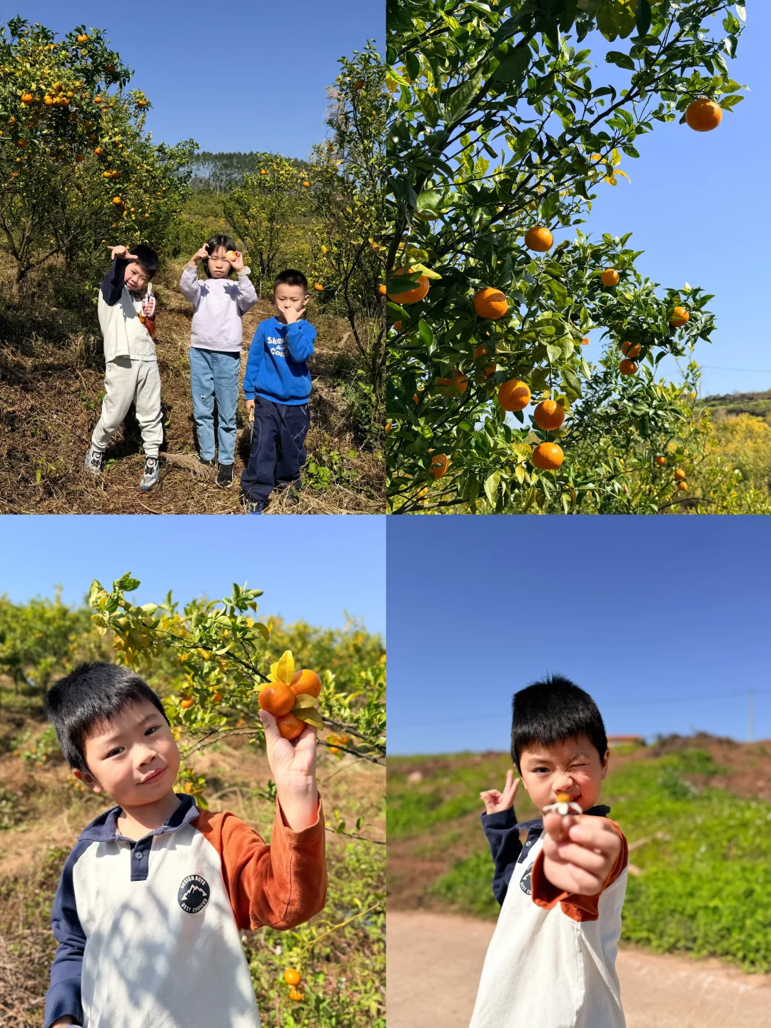 南宁遛娃收藏！10r??橘子➕红薯采摘自由