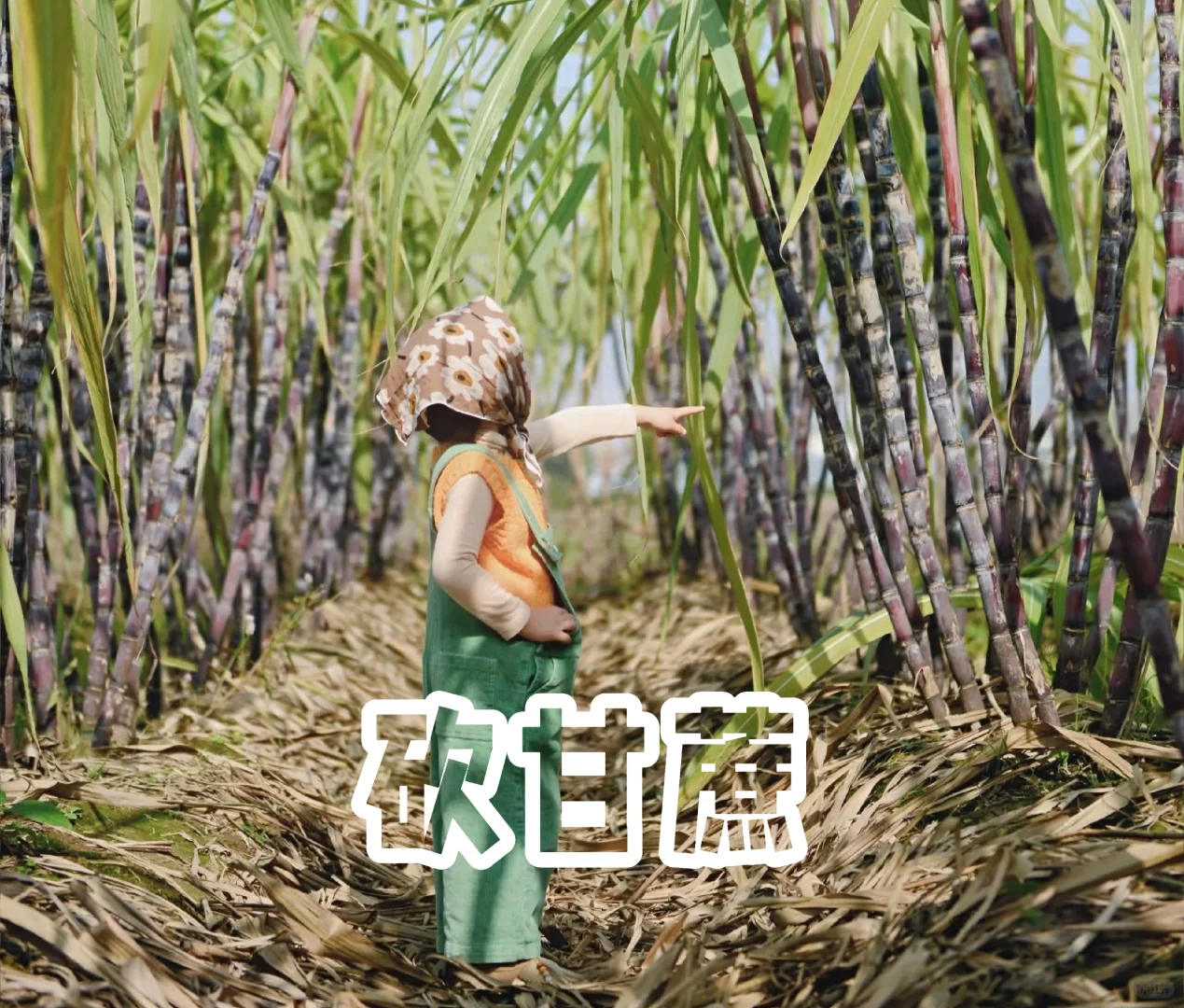 11月份适合杭州亲子活动合集|家长们请查阅