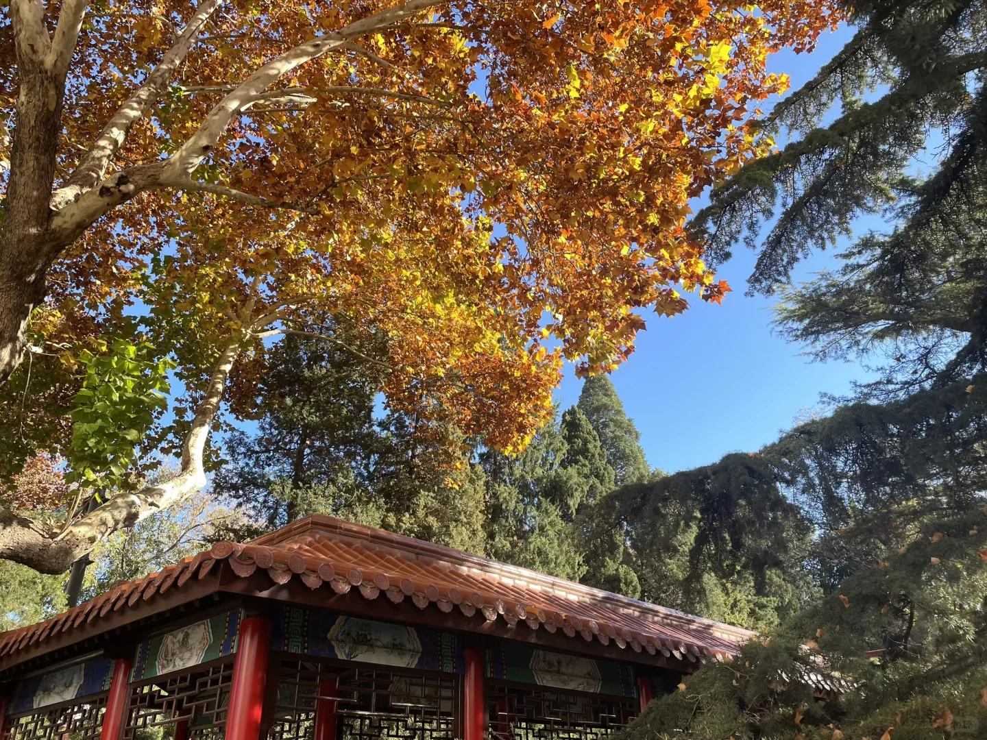 大四那年秋天（二）