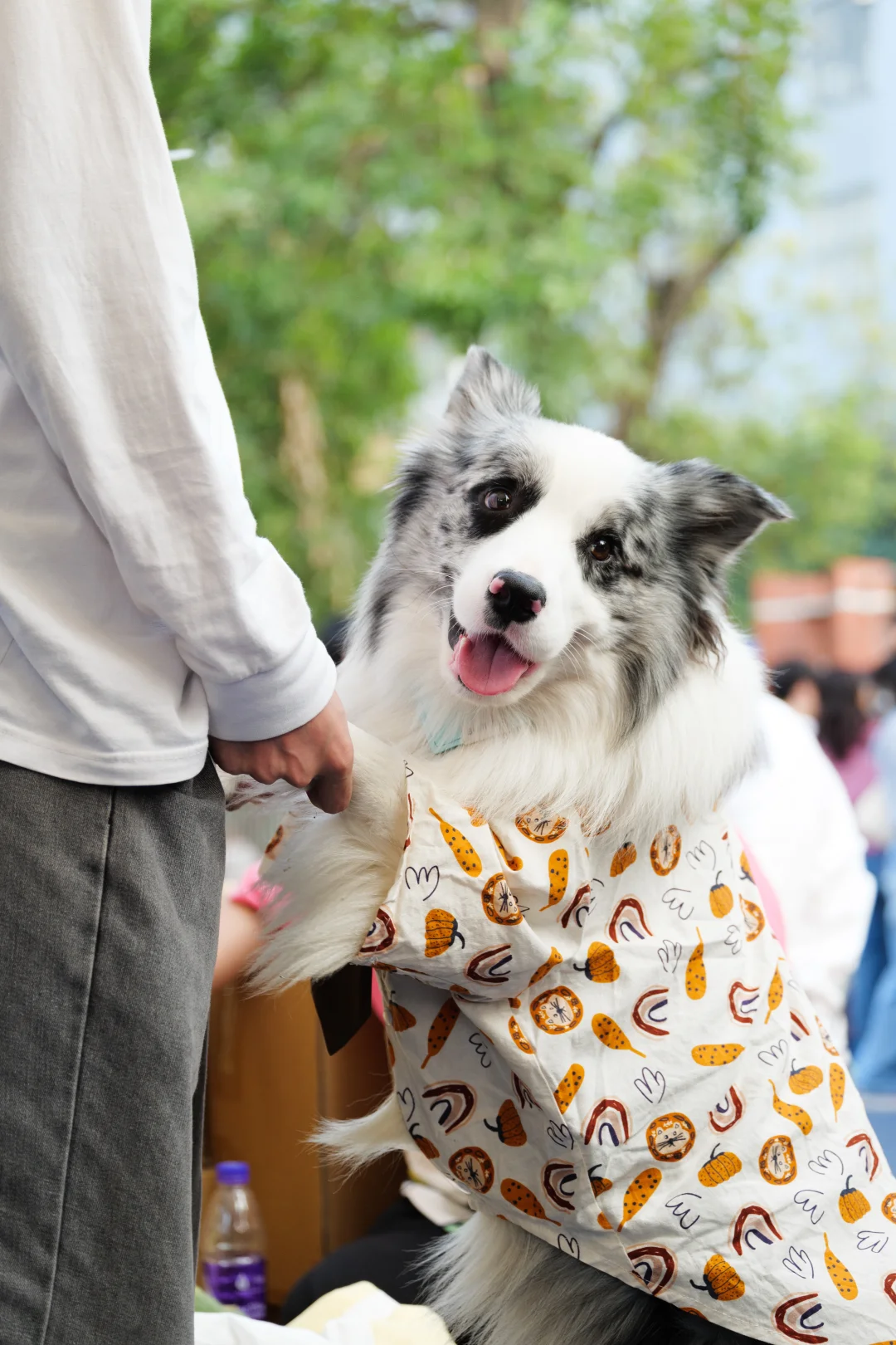 华南农业大学毛孩子Day